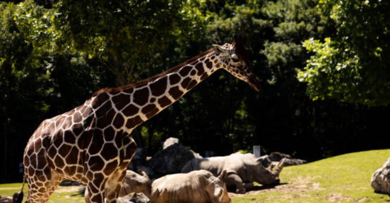 10 Best & Biggest Zoos in the World for 2023